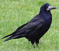 Johnny Magory Crow
