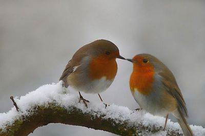Some of our Favourite Common Winter Birds