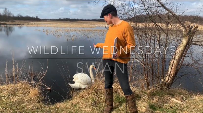 The Swan Eala – Johnny Magory World Wildlife Wednesdays