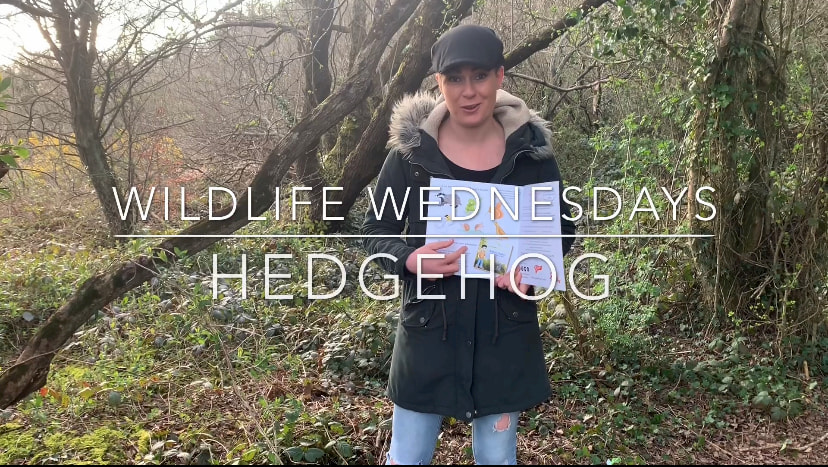 Wildlife Wednesdays Hedgehog Emma-Jane Leeson Johnny Magory