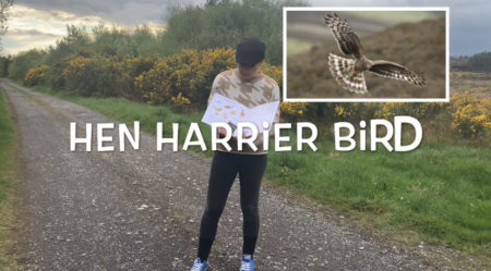 The Hen Harrier Claimín na Gcearc- Wildlife Wednesdays