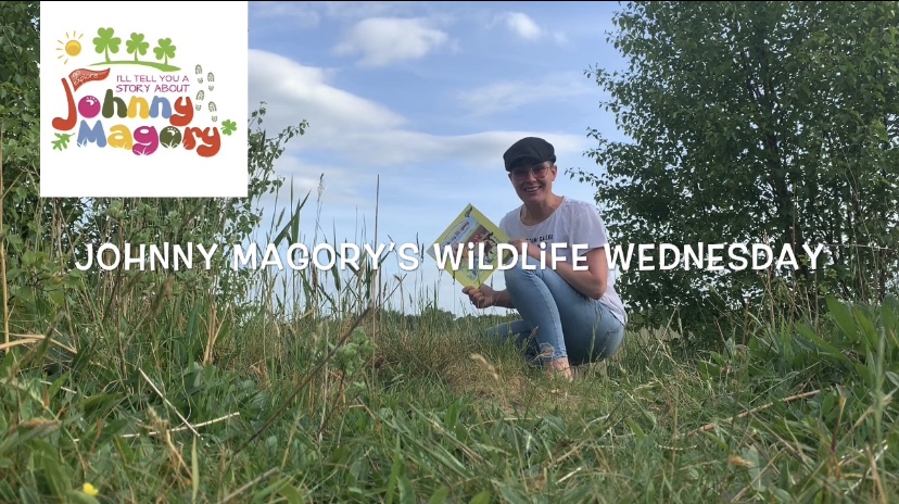 Johnny Magory Wildlife Wednesday Dragonfly
