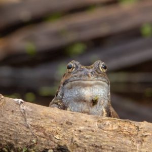Johnny Magory Common Frog Hibernation Ireland
