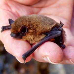 Johnny Magory Bat Hibernation Ireland