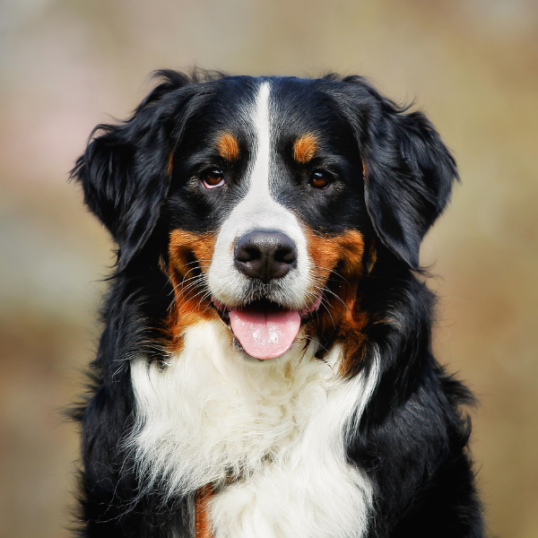 Johnny Magory - Bernese Mountain Dog
