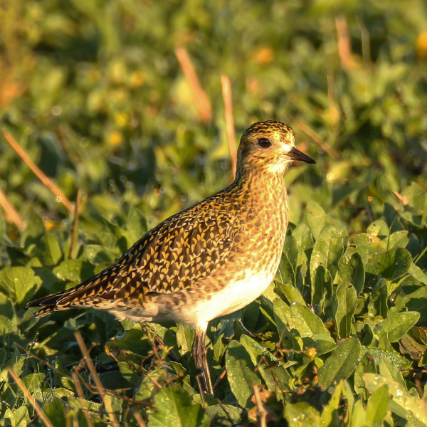 Johnny Magory - Golden Plover