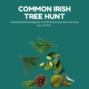 Common Irish Tree Hunt