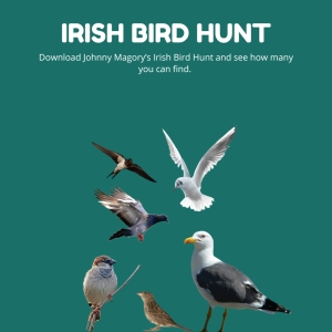 Irish Bird Hunt