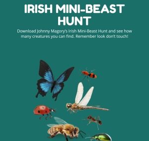Irish Mini-Beast Hunt