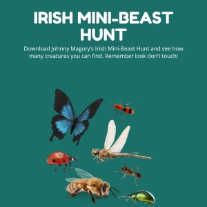 Irish Mini-Beast Hunt