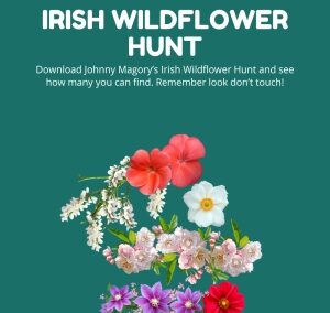 Irish Wildflower Hunt