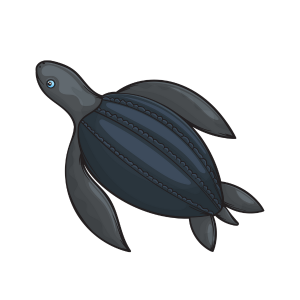 Leatherback Turtles