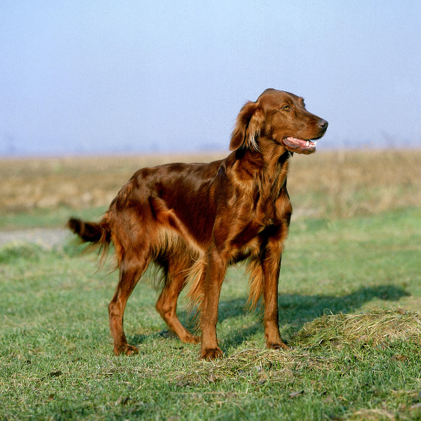 Johnny Magory - Red Setter Dog