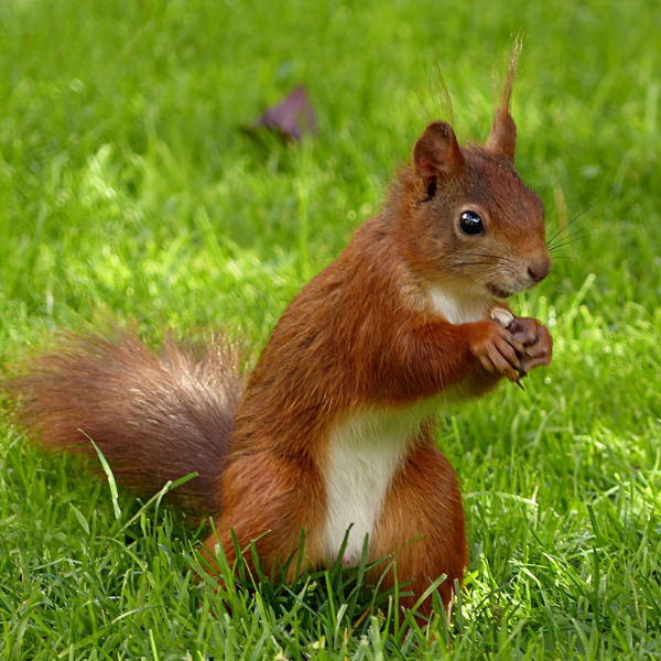 Johnny Magory - Red Squirrel